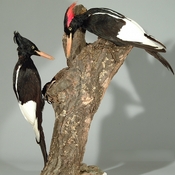 Imperial Woodpecker